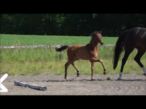 *2023 Stute von Bonds - Zoom