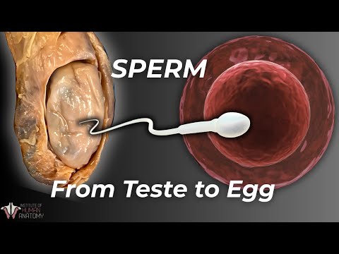 How Sperm Actually Makes It to the Egg