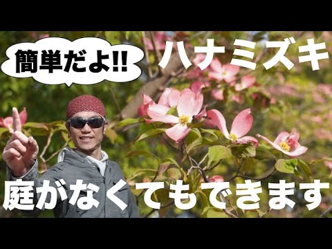 園芸 カナダのハナミズキ、4 ストローク
