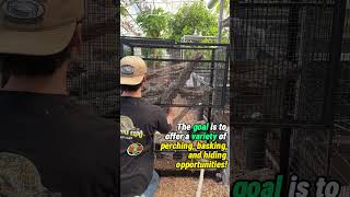 Download lagu Proyek Pembiakan Iguana Pisang Bagian 2 #Iguana #Reptil #peternakreptil mp3