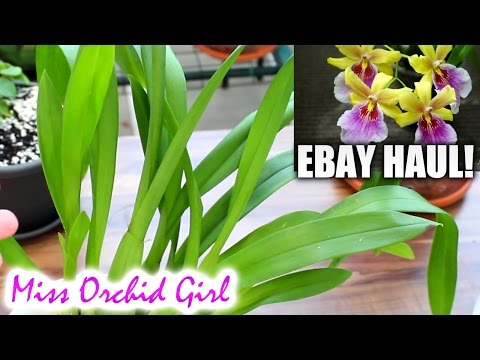 Mini Ebay Orchid haul Video