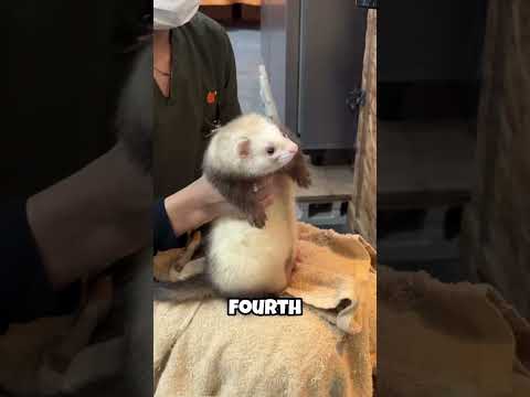 Ferrets Will NEVER Tell You These Things (Part 2)! 🦦🤫 #shorts #hyunjin