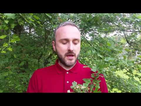 Crni glog, biljka za srce, protiv visokog pritiska i hroničnog stresa