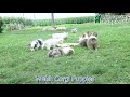Welsh Corgi Pembroke dogs for sale: Kace - Video 1