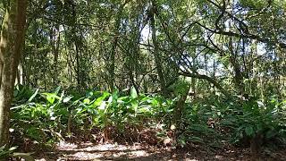 Consagração a Deus no Monte-Março 2026. O Sangue de Jesus Tem Poder. Ore Conosco. 