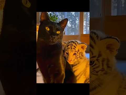 Cat Raises an Abandoned White Tiger Cub Until It's Time to Say Goodbye 🐯❤️