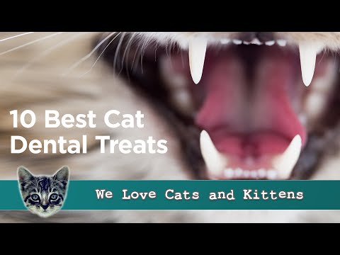 10 Best Cat Dental Treats - Review and Guide
