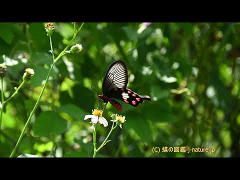 どの花が蝶を最も惹きつけるでしょうか?彼らの好きな色は何ですか?  庭園