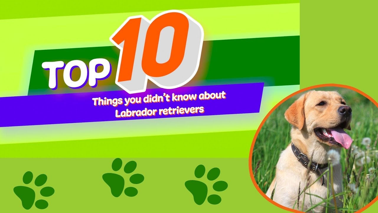 10 Things You Didn't Know About Labrador Retrievers