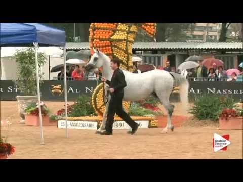 Most Beautiful Head Award - Class 4 - N. 69