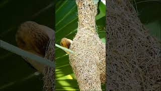 Download lagu Baya Weaver Bird Behavior Explained - How They Find Love & Build Homes #birds #birdhomes mp3