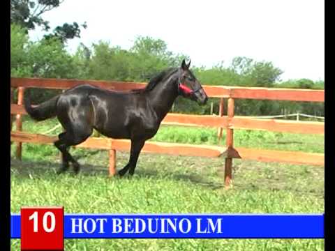 2014-GRAN REMATE HARAS RINCON DEL AGUARA - LOTE 10 - HOT BEDUINO LM