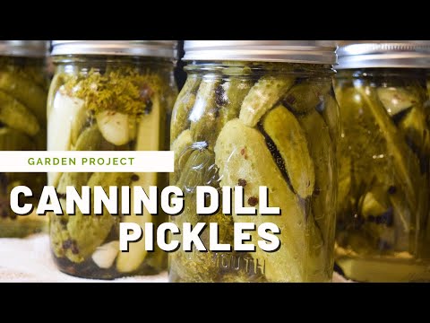 Canned Dill Pickles Recipe