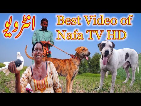 Best Pakistan Bully Dogs And Interview Ch Ijaz Sahib By Nafa TV HD
