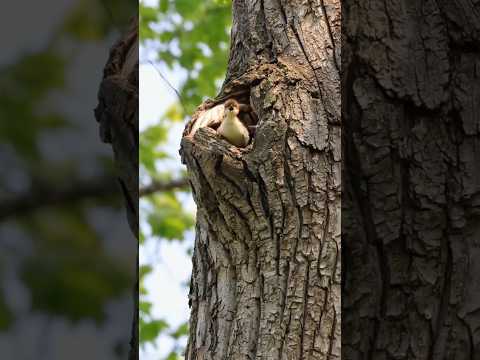 The very first leap of life.