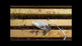 Queen Cage Introduction