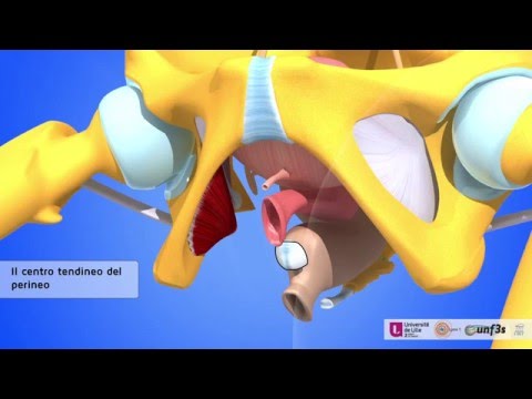 Memo per auto-apprendimento terapia fisica a osteocondrosi Medicina per le articolazioni Teraflex