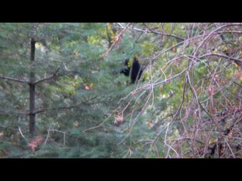 Bear Climing Down the Oak Tree