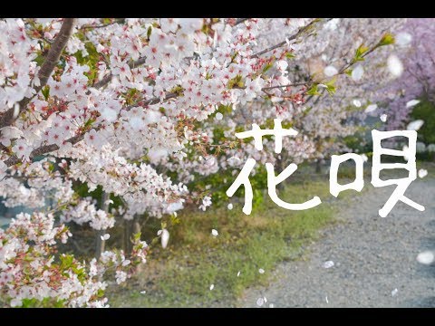 花唄