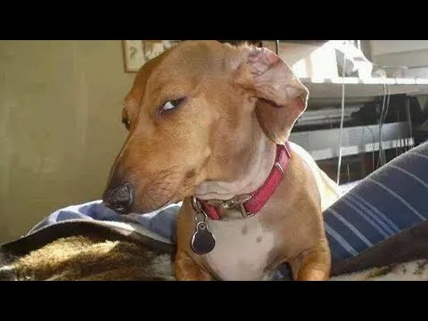 Le chien fait un "œil de côté" à la méchante | Vidéo des chiens les plus drôles 2023