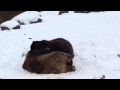 Brutus And Lucy 12 14 13