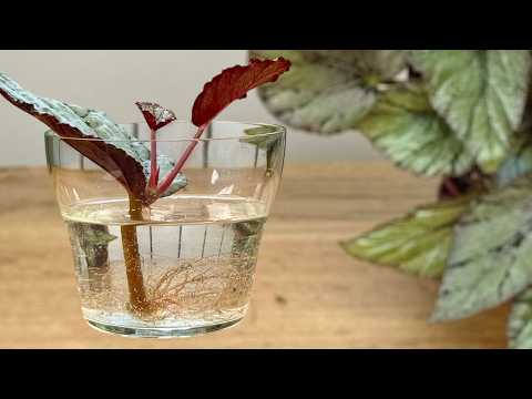 How to Propagate Your Favorite Indoor Plants from Leaves — Simple Step-by-Step 🌱