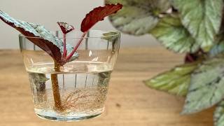 How to Propagate Your Favorite Indoor Plants from Leaves — Simple Step-by-Step 🌱