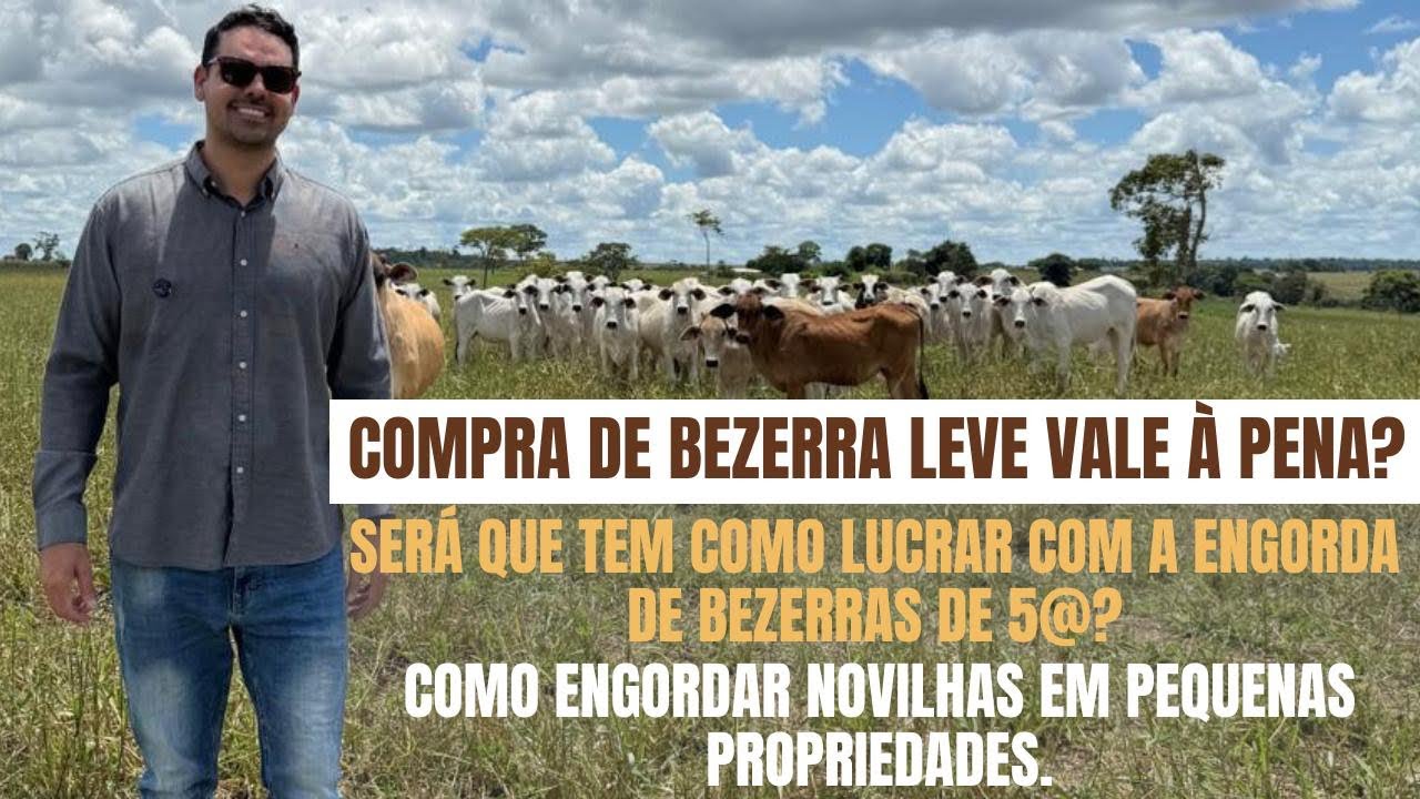 Engorda de novilha vale a pena?Comprar Bezerra de 5@ dá lucro?Engorda d fêmea em pequena propriedade