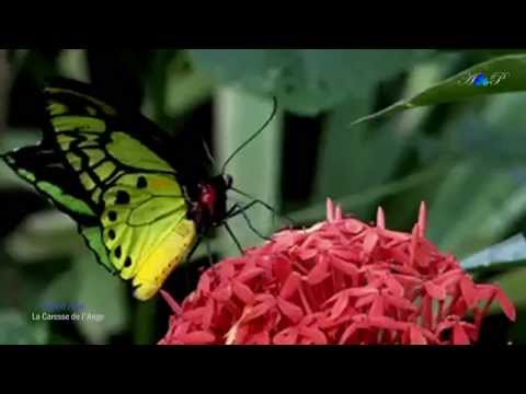 ♡ Michel Pépé - La Caresse de l'Ange (relaxing , soothing music)