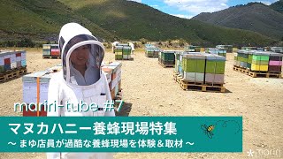 マヌカハニー養蜂現場特集！マユ店員が過酷な養蜂現場を体験＆取材
