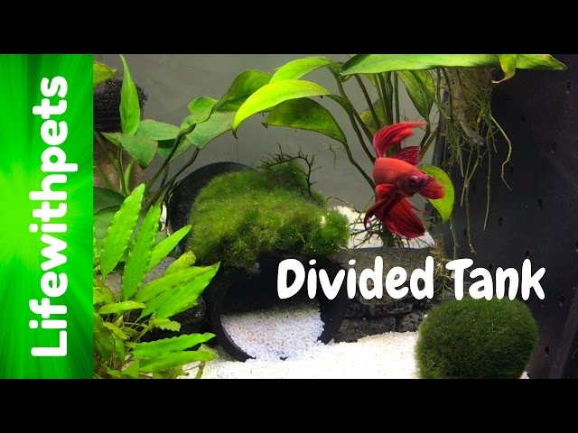 Divided Betta Fish Tank Update