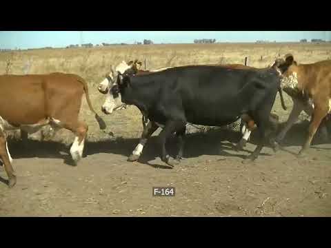 Lote 35 Vacas de invernar en Concordia, Entre Ríos