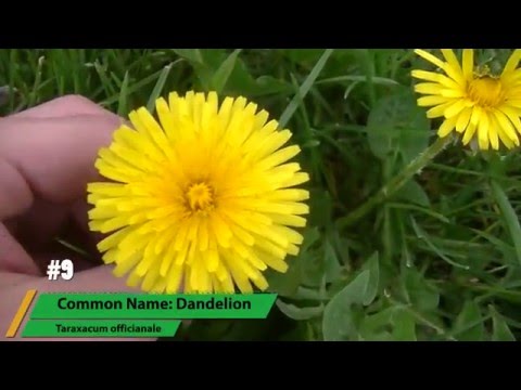 12 Edible Plants That Grow In Your Yard