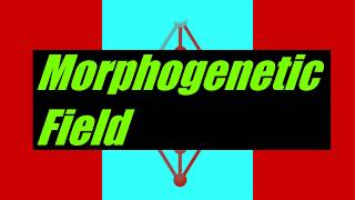 Morphogenetic Field