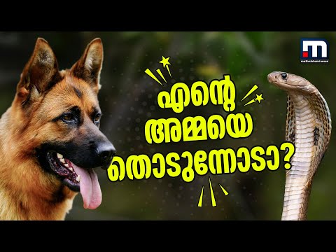 എന്റെ അമ്മയെ തൊടുന്നോടാ? വീട്ടമ്മയെ കടിച്ച പാമ്പിനെ കൊന്ന് രക്ഷകയായി ജൂലി | Pet Dog