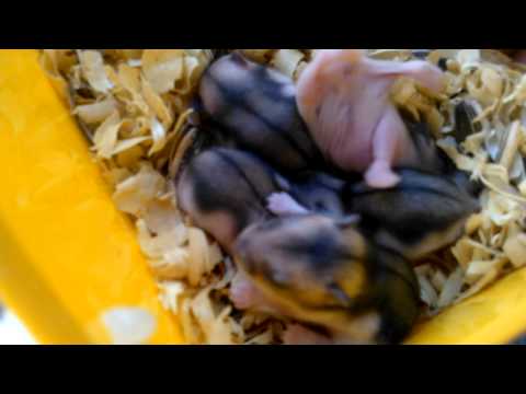 Filhotes de hamsters anões russos com uma semana de vida - Filhos de Gotinha e Abbie