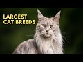Top 10 Largest Cat Breeds