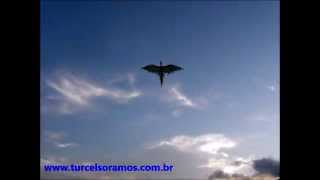 preview picture of video 'Dragão Voando na Praia de Palmas - Governador Celso Ramos - SC'