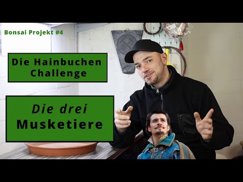 Die Hainbuchen Challenge - Die drei Musketiere [Packen wir Ihn aus] |  Bonsai Projekt #4.1