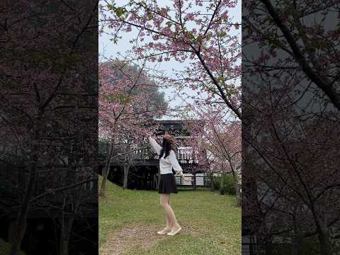 #櫻花 #隙頂 #さくら #景點 #跳舞 #踊ってみた #dance #sakura #短裙 #大地色 #好きすぎてムカつくバースデイ #好きすぎて #星乃夢奈 #日系 #fyp #shorts