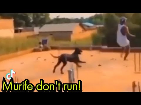 Best Compilation Of 'Murife Don't Run' (try not to laugh)