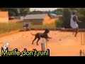Best Compilation Of Murife Don T Run Try Not To Laugh
