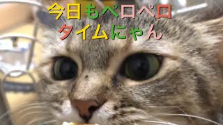 お食事タイムのゆめちゃん✨ Yumechan of meal time