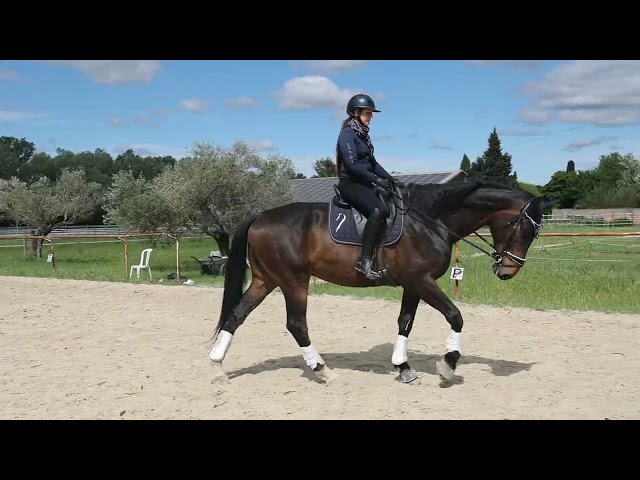 PICANT - Un cheval de dressage prometteur