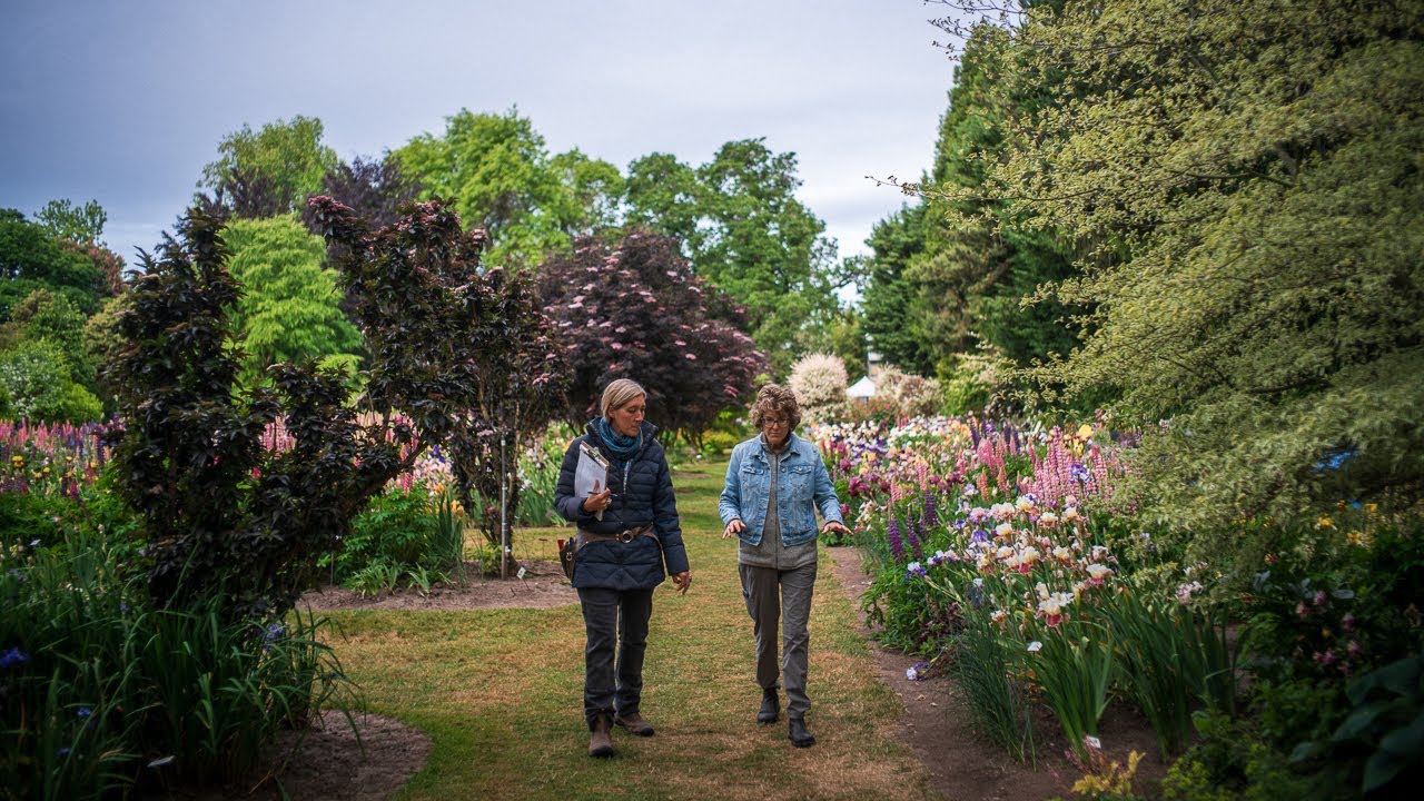 100 Years of Iris: Celebrating Schreiner’s Anniversary