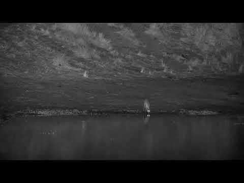 Djuma: Duiker in the rain - 04:46 - 09/08/21