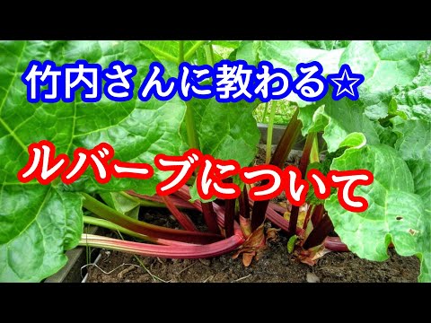ルバーブの移植:これがどのように行われるか 植物