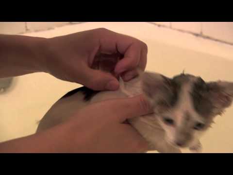 stray adoption: bathing Marty Jr.