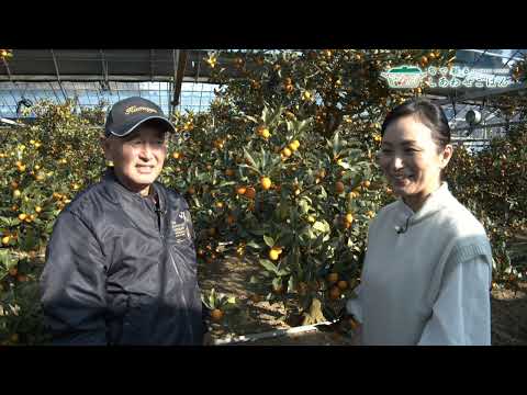 2025年1月30日(木)放送 きんかん生産者の声