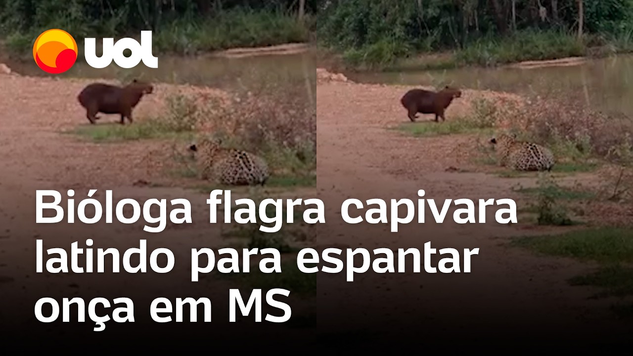 Capivara late e pula no lago para fungir de ataque de onça no MS; bióloga flagra momento; veja vídeo